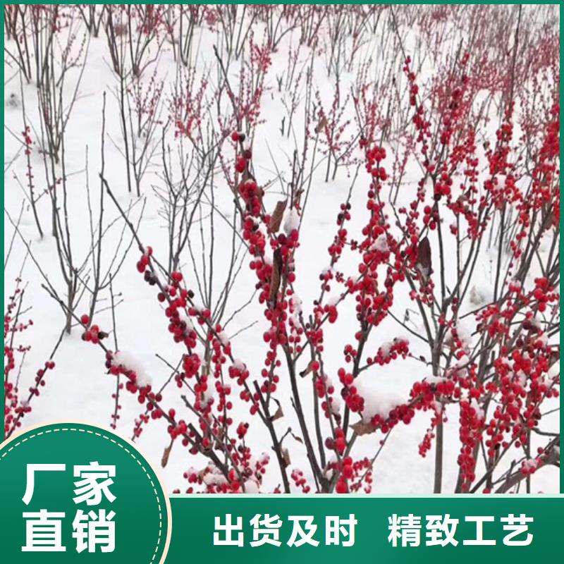北美冬青梨樹(shù)苗品種全