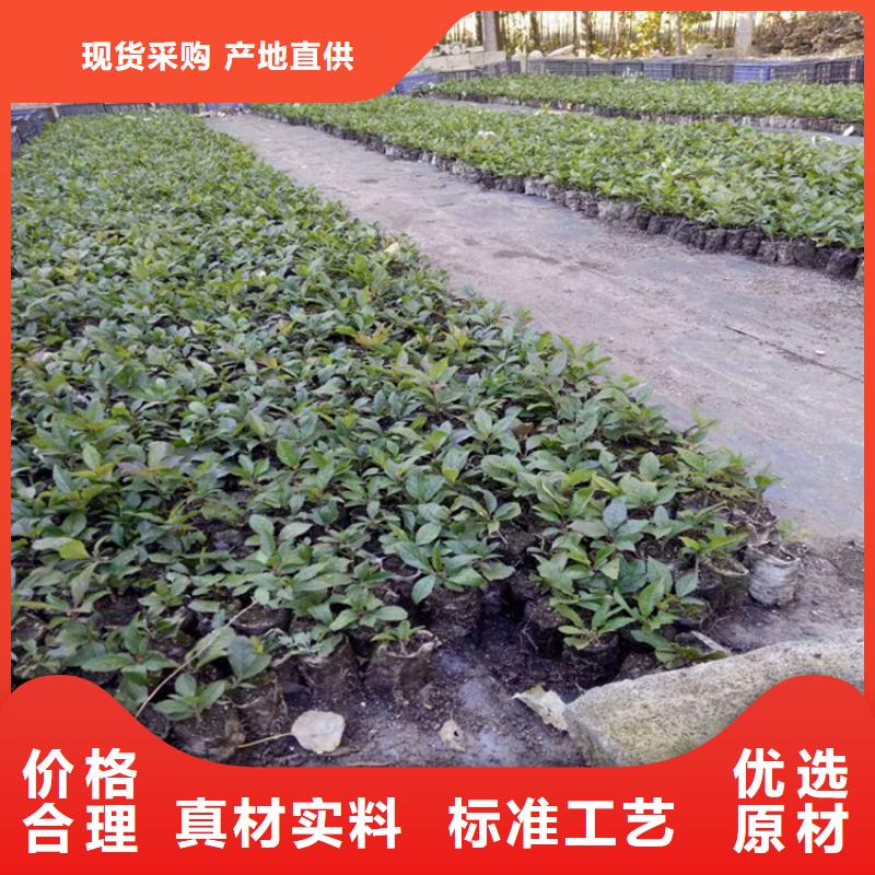 北美冬青梨樹苗品種全