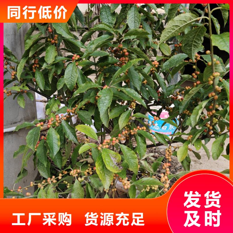 北美冬青蘋果苗打造好品質