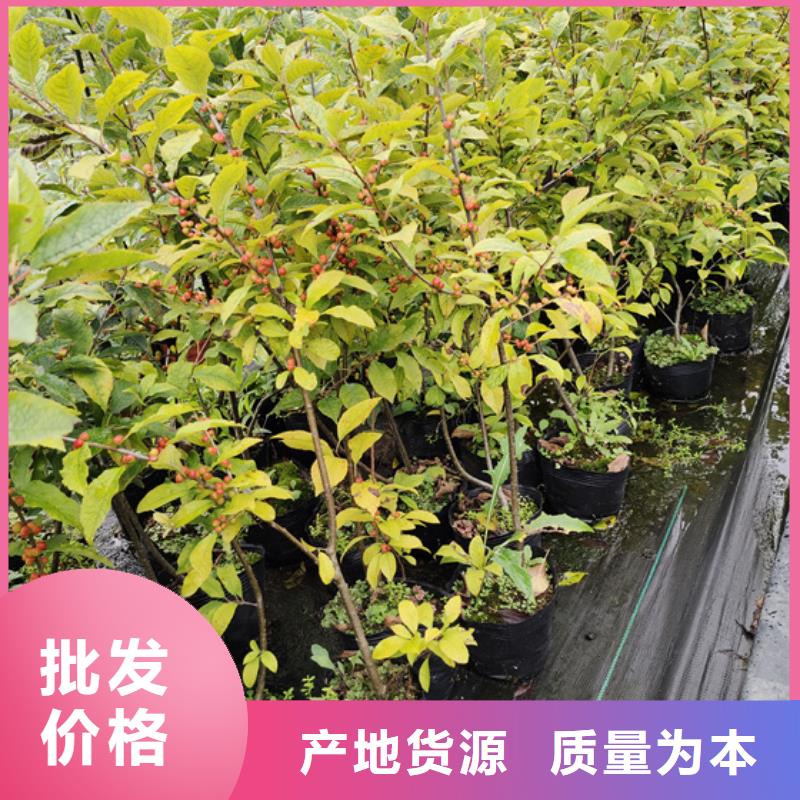 北美冬青葡萄苗客戶滿意度高