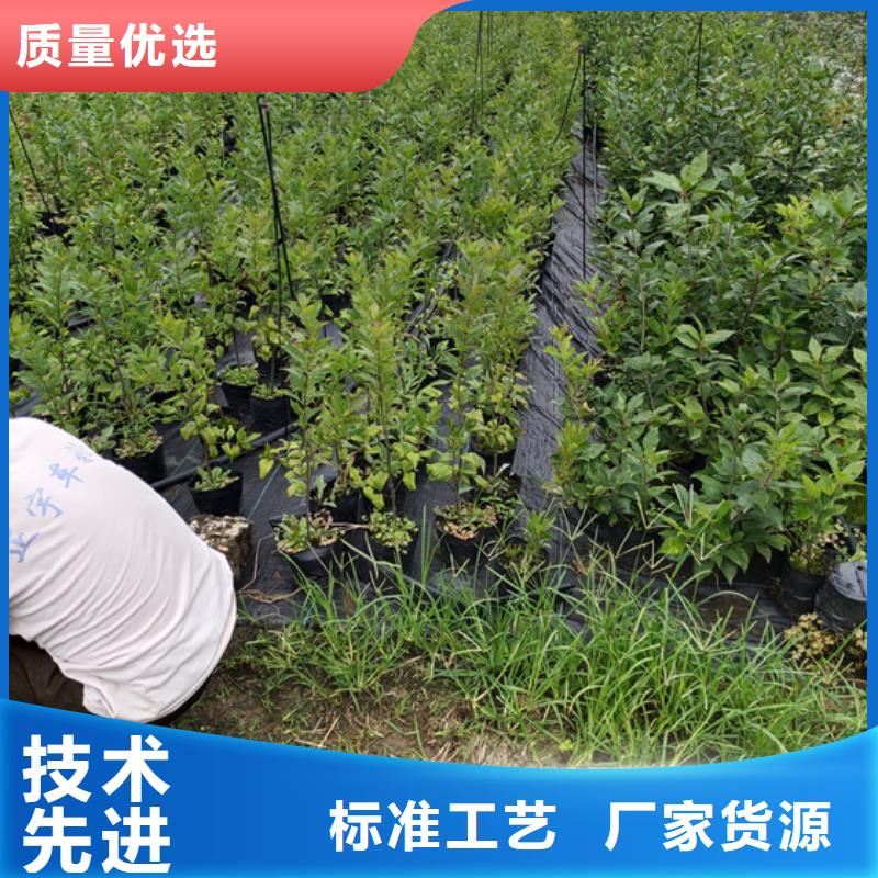 北美冬青蘋果苗打造好品質