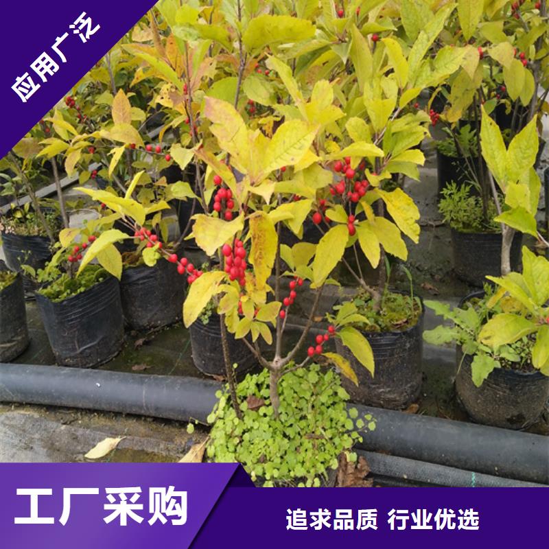 北美冬青葡萄苗客戶滿意度高