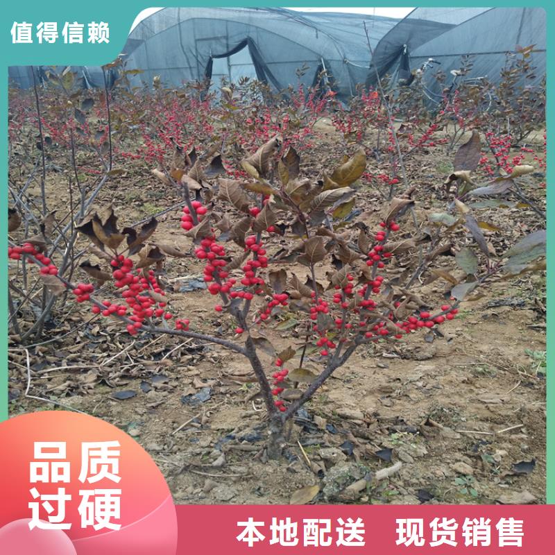 北美冬青,石榴樹品質(zhì)保證