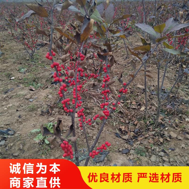 北美冬青梨樹(shù)苗品種全