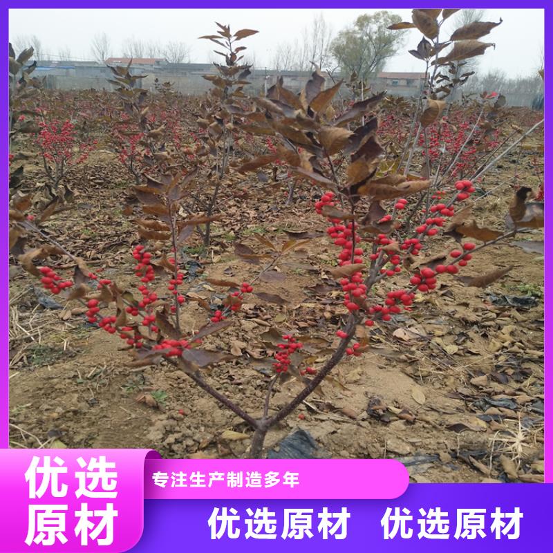 北美冬青蘋果苗打造好品質
