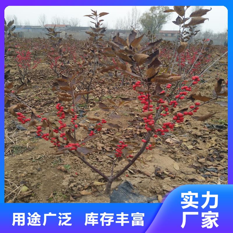北美冬青梨樹苗品種全