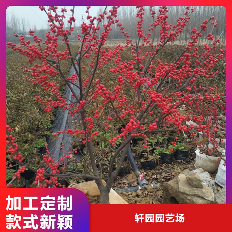 北美冬青梨樹苗品種全