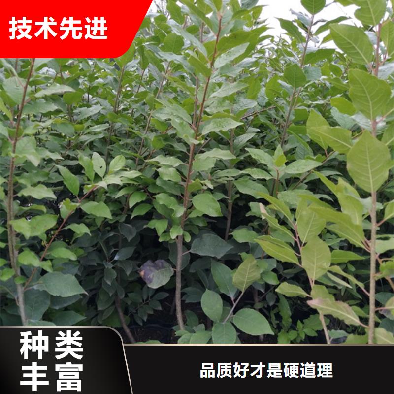 北美冬青,石榴樹品質保證