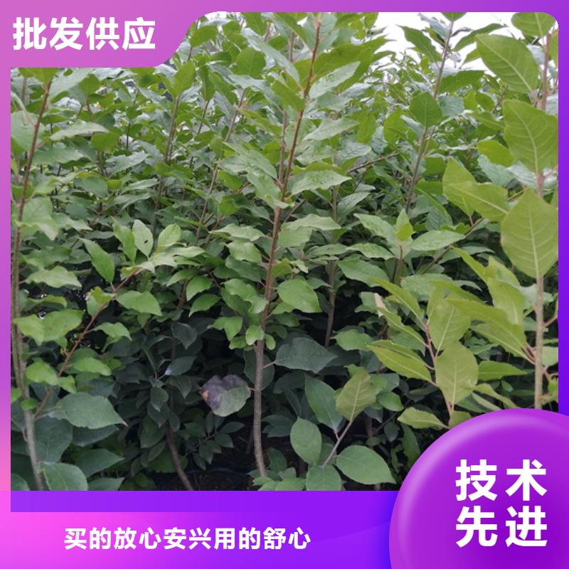 北美冬青梨樹(shù)苗品種全