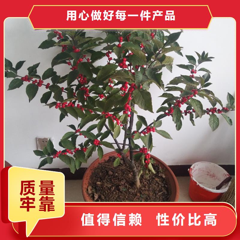 北美冬青梨樹苗品種全