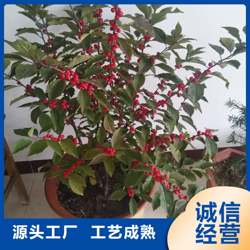 北美冬青蘋果苗打造好品質