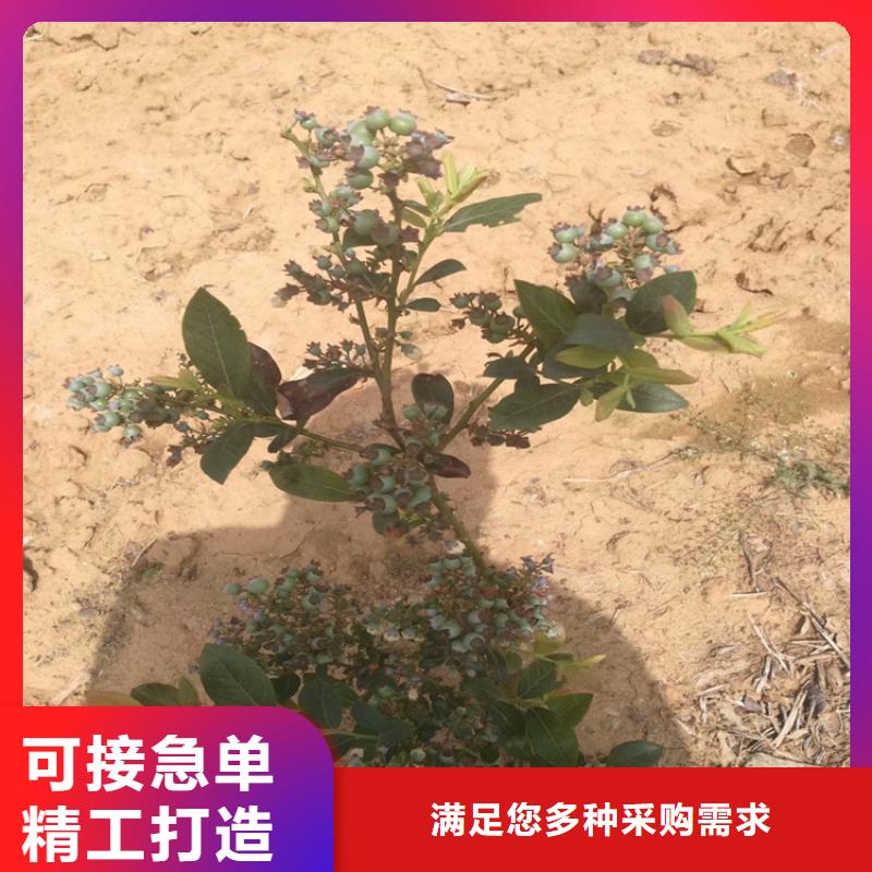 【藍莓苗】西瓜苗海量現(xiàn)貨