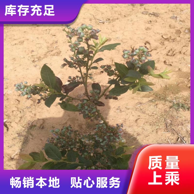 藍莓苗石榴苗產品優良