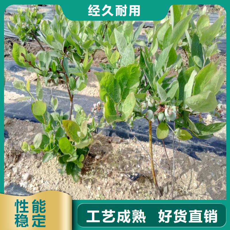 蓝莓苗苹果苗厂家直销货源充足