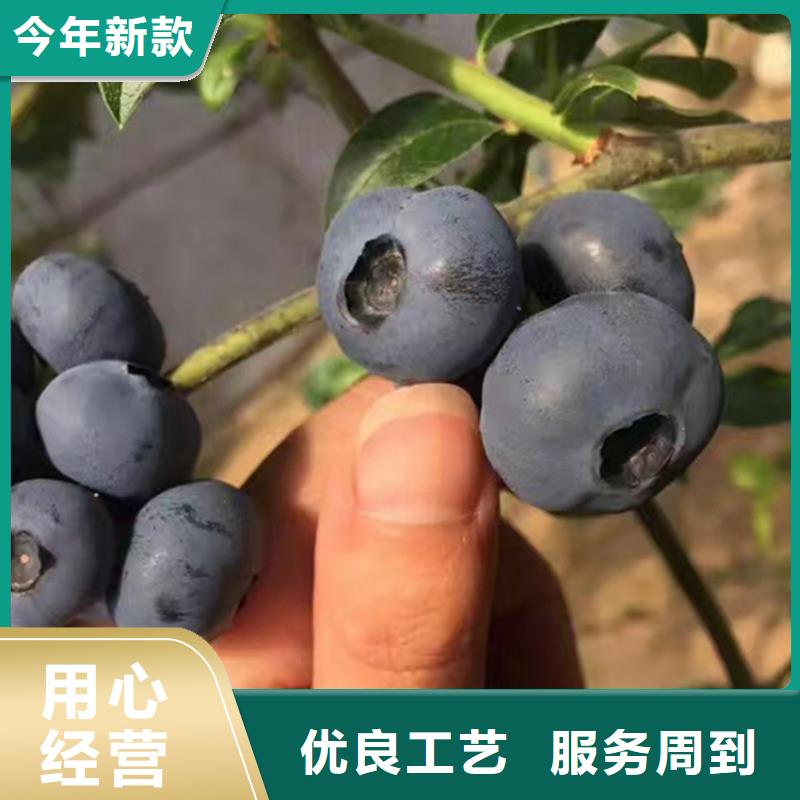 藍莓苗石榴苗產品優良