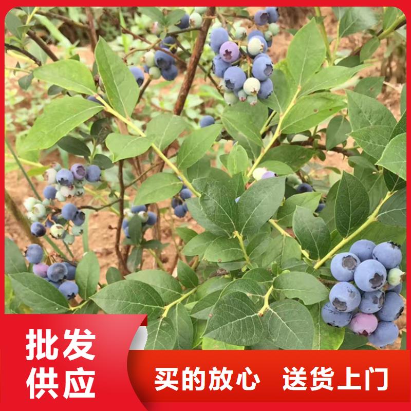 【藍莓苗】西瓜苗海量現(xiàn)貨
