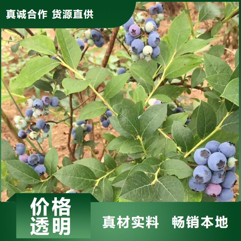 蓝莓苗【葡萄苗】产品细节