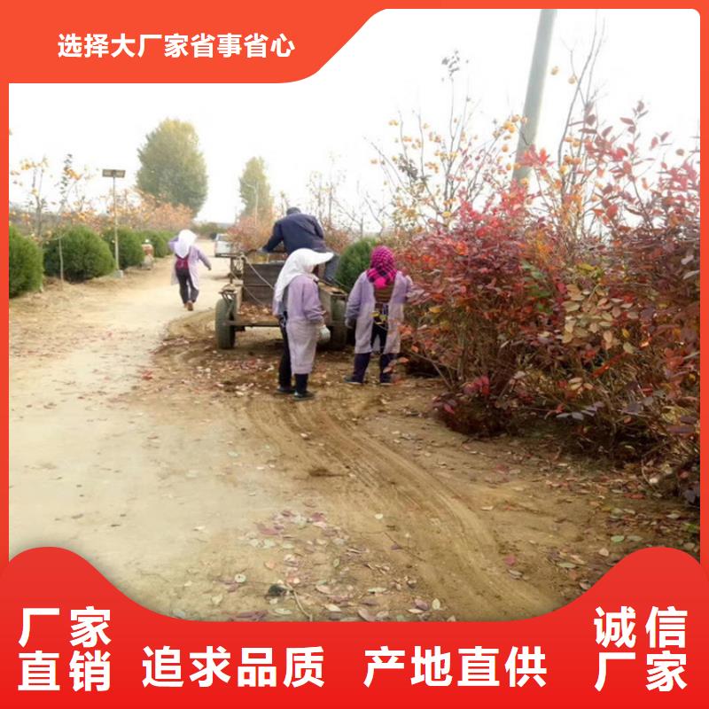 【藍(lán)莓苗蘋(píng)果苗價(jià)格公道合理】