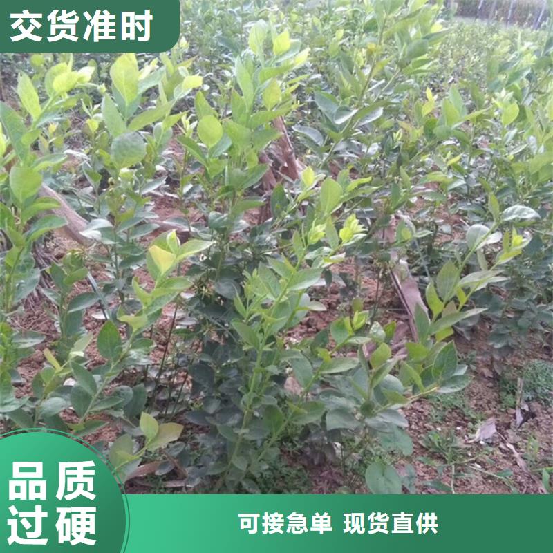 【藍莓苗】西瓜苗海量現(xiàn)貨