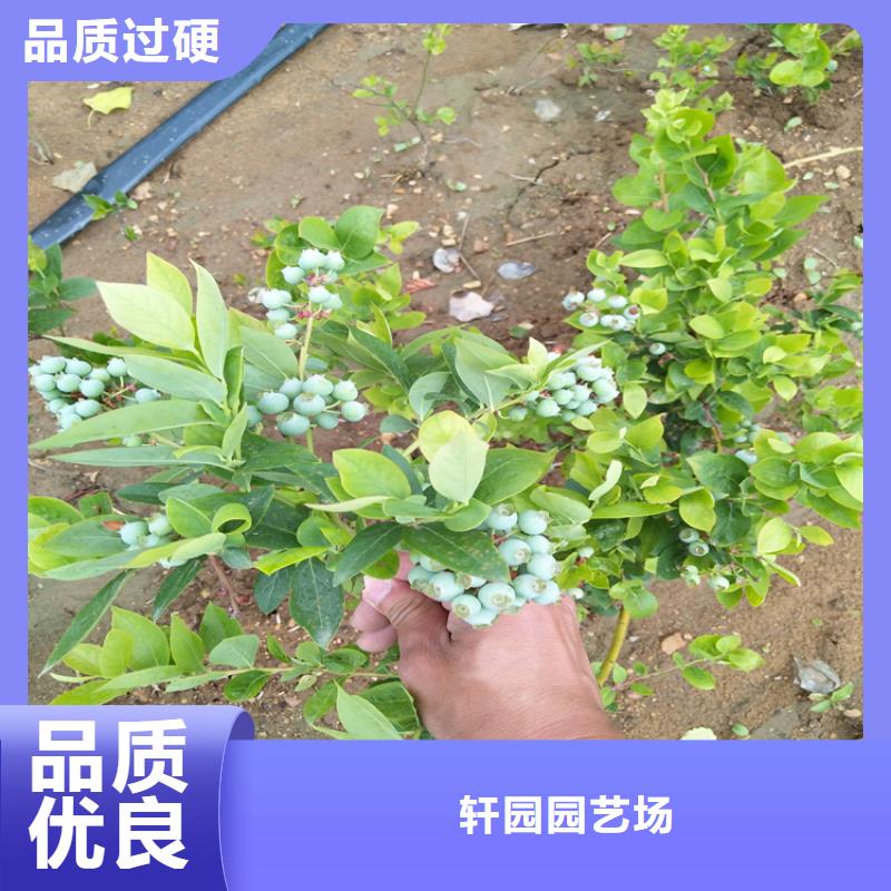 藍莓苗石榴苗產品優良