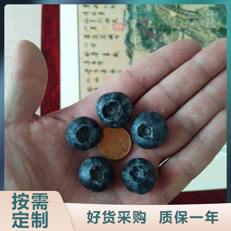 藍莓苗-北美冬青物流配送