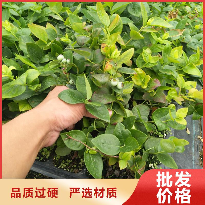 蓝莓苗【葡萄苗】产品细节