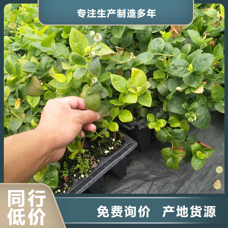 【藍(lán)莓苗蘋(píng)果苗價(jià)格公道合理】