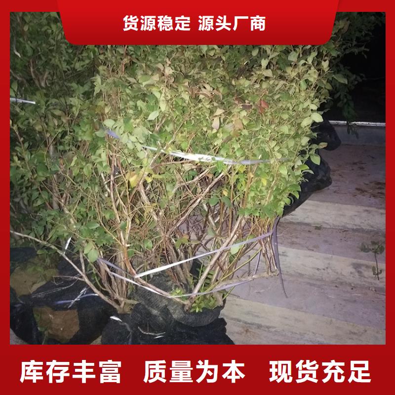 藍莓苗-北美冬青物流配送
