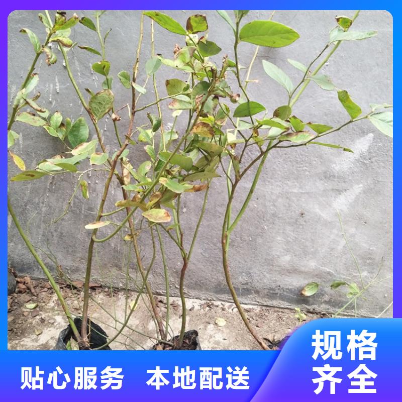 【藍(lán)莓苗蘋(píng)果苗價(jià)格公道合理】
