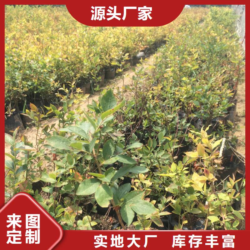 蓝莓苗【葡萄苗】产品细节