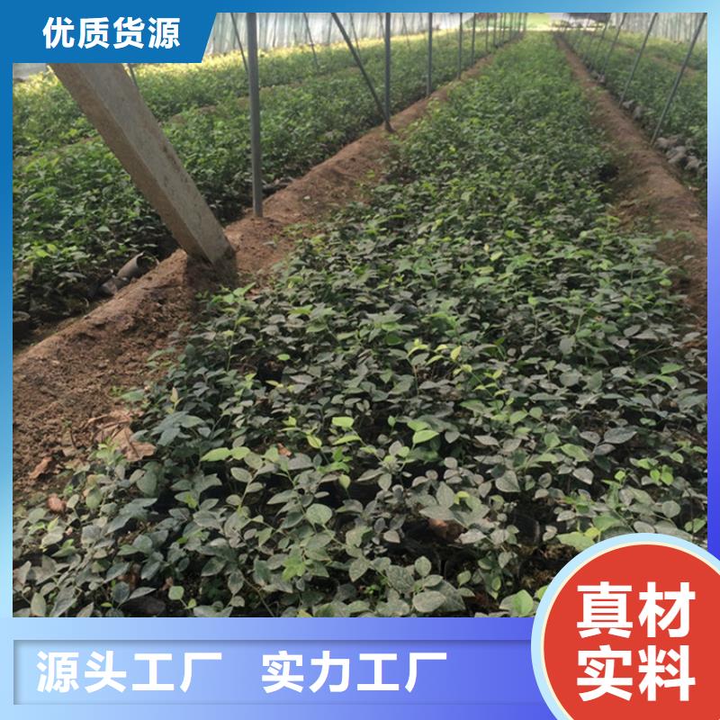 【藍莓苗】西瓜苗海量現(xiàn)貨