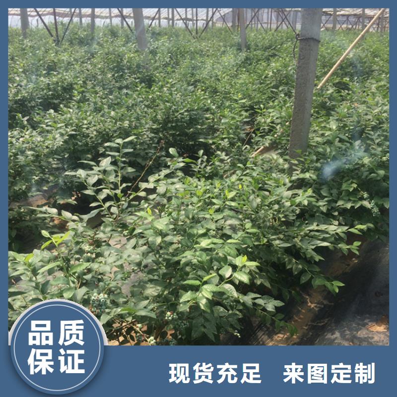 【藍(lán)莓苗蘋(píng)果苗價(jià)格公道合理】