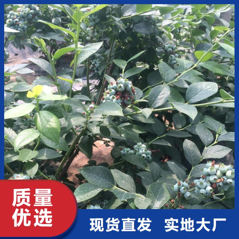 【藍莓苗】西瓜苗海量現(xiàn)貨