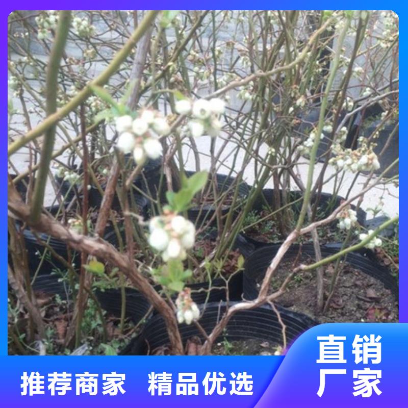 蓝莓苗_【樱桃苗】实力优品