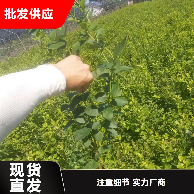 【藍(lán)莓苗蘋(píng)果苗價(jià)格公道合理】