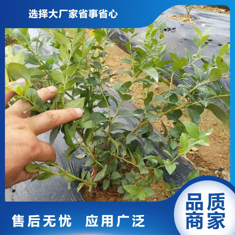 蓝莓苗苹果苗厂家直销货源充足