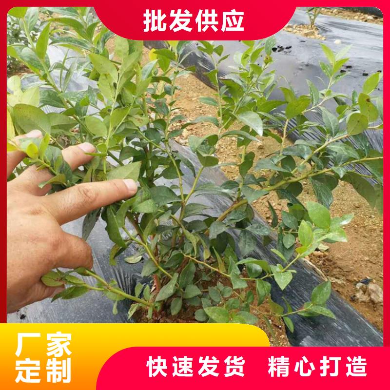 藍莓苗石榴苗產品優良