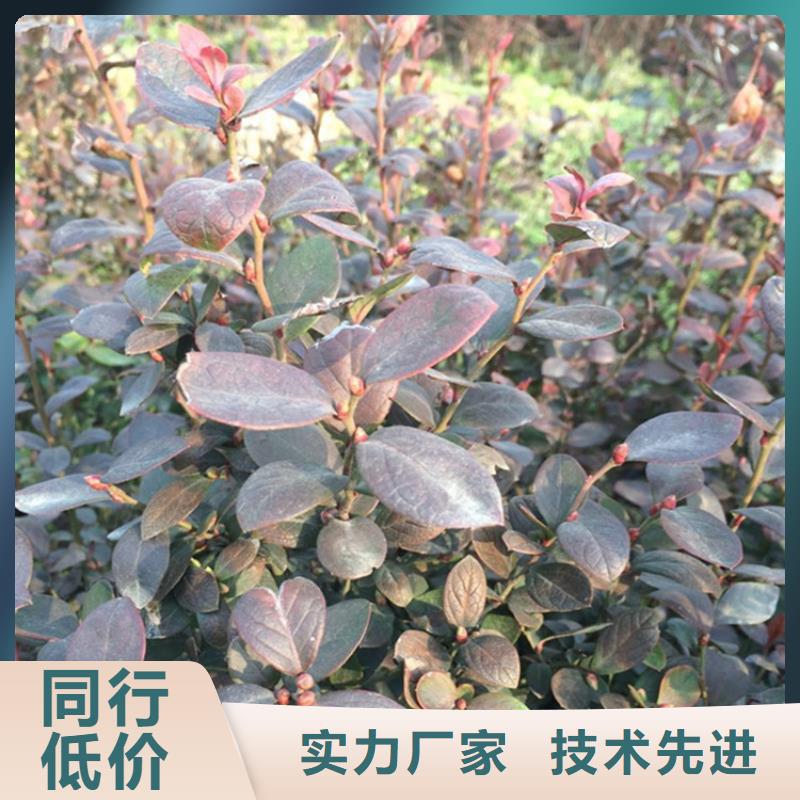 藍莓苗-北美冬青物流配送