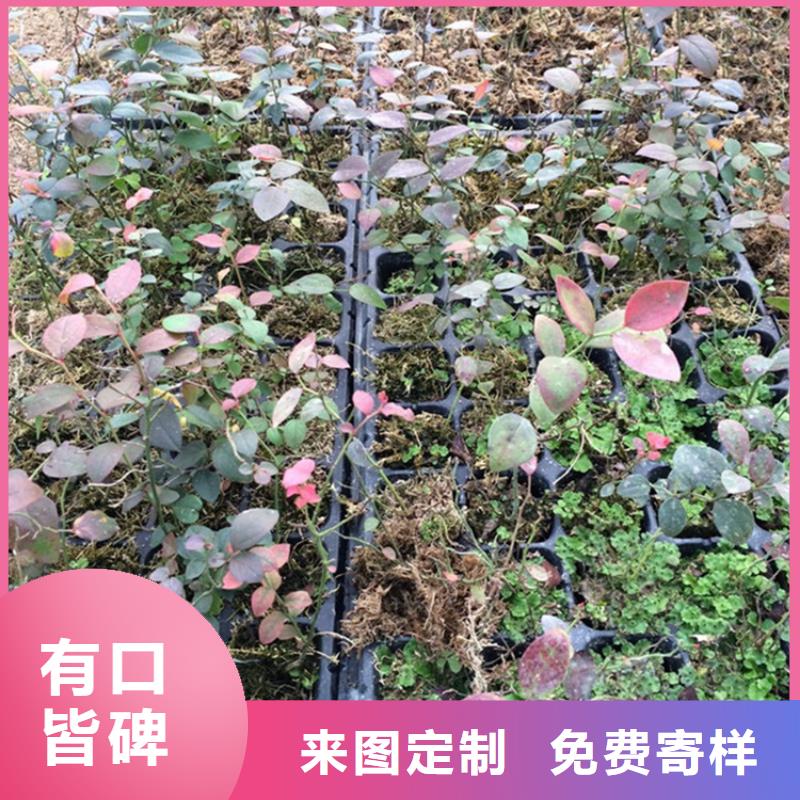 蓝莓苗苹果苗厂家直销货源充足