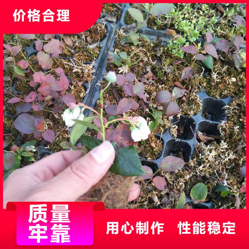 藍莓苗-北美冬青物流配送