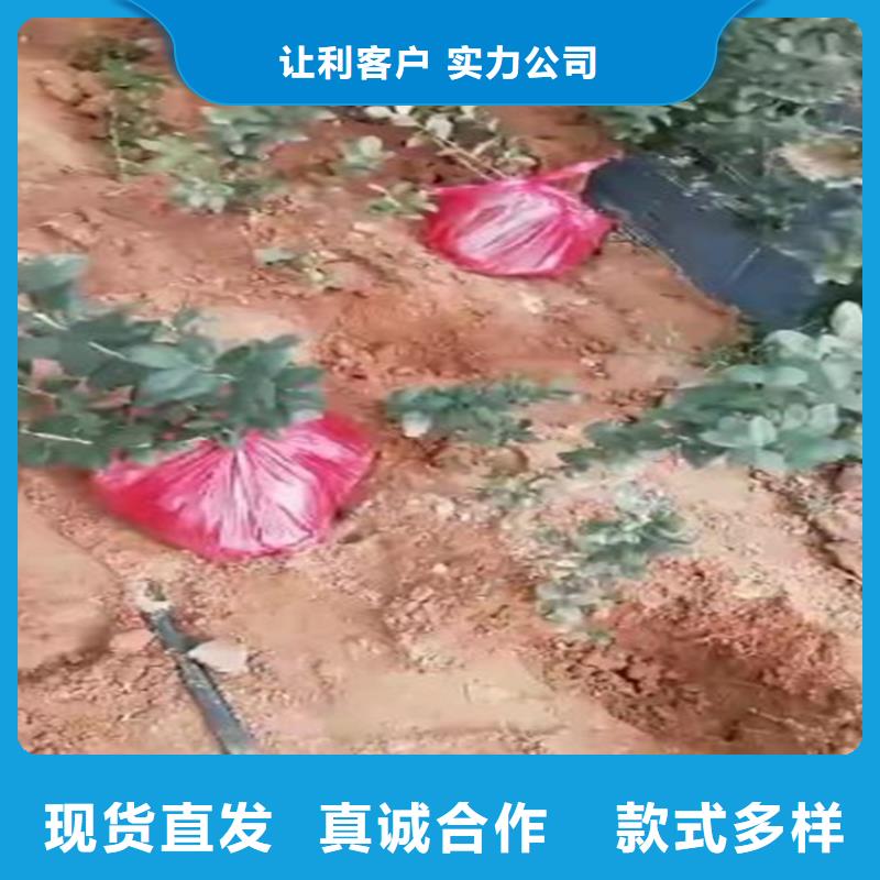 【藍(lán)莓苗蘋(píng)果苗價(jià)格公道合理】