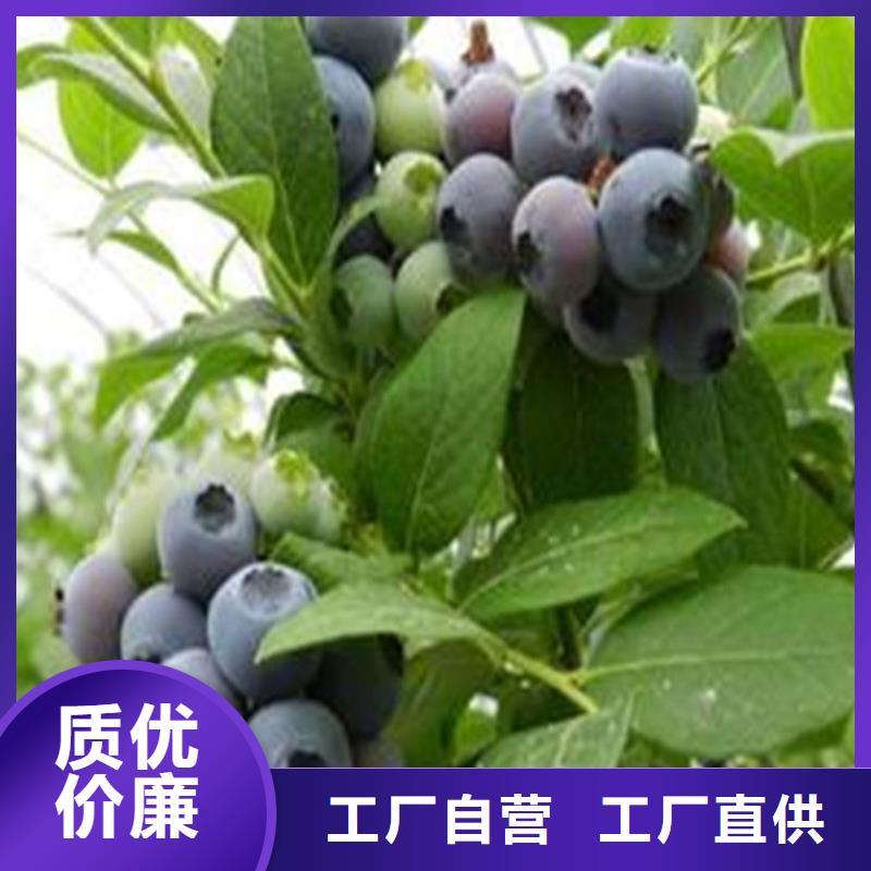 蓝莓苗基地种植管理丽水定制