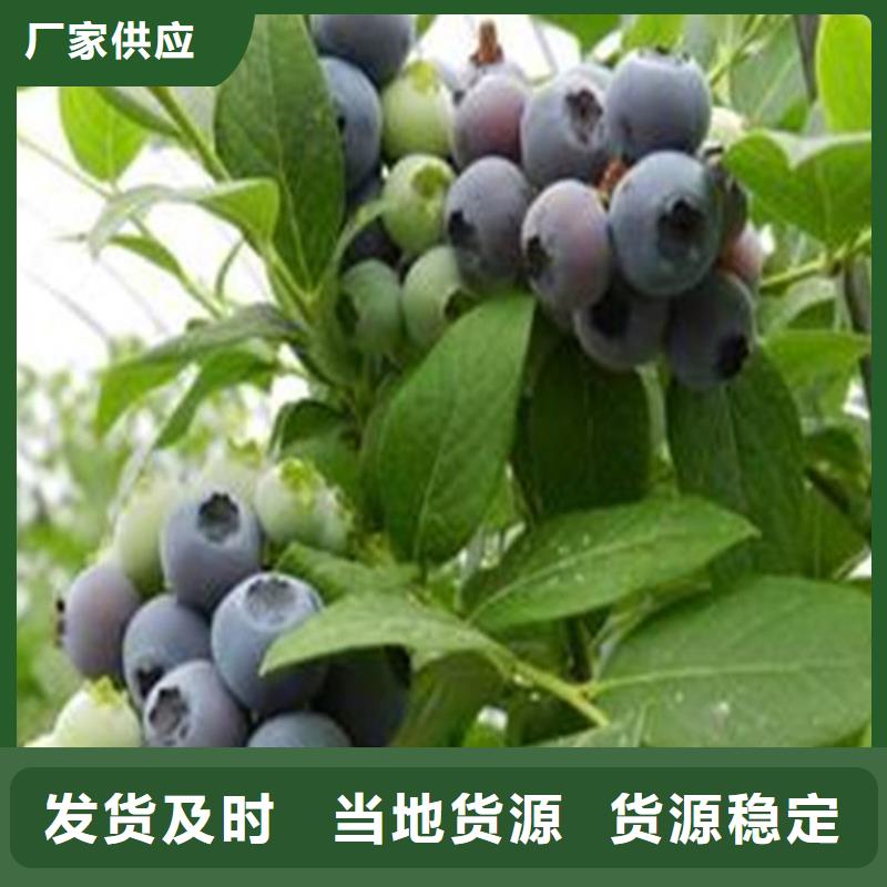 H蓝莓苗种植管理支持定制(轩园)