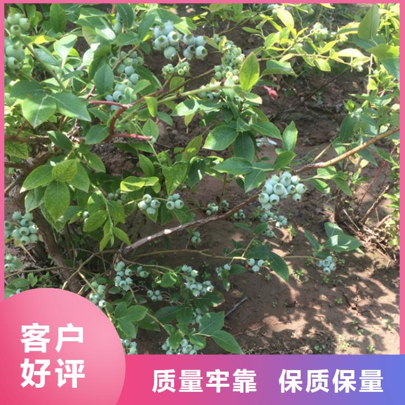 H蓝莓苗种植管理支持定制(轩园)