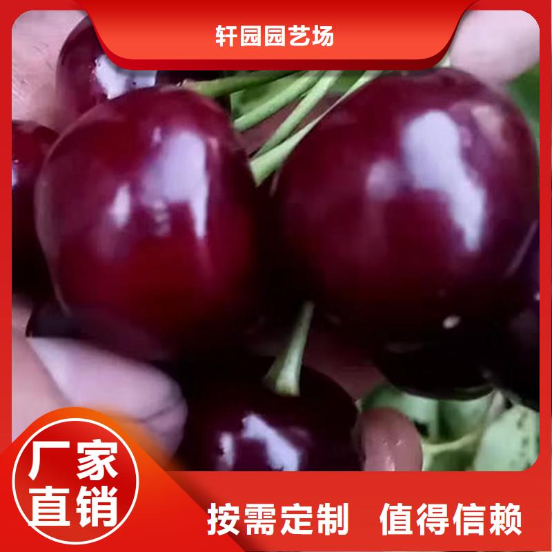 櫻桃蘋果苗可零售可批發