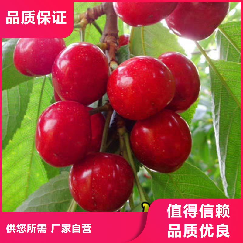 櫻桃葡萄苗一站式采購方便省心