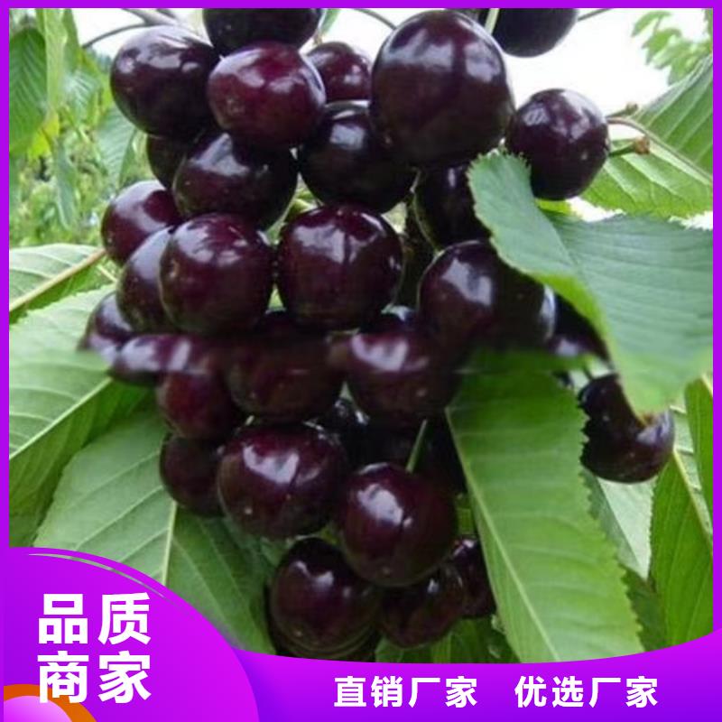 樱桃,无花果苗层层质检