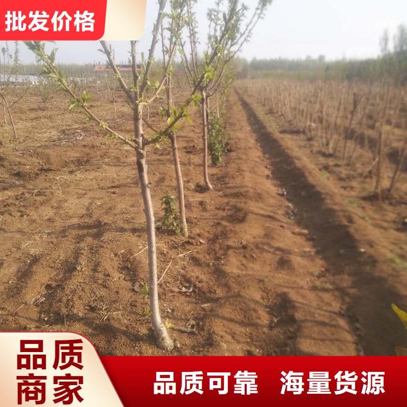 櫻桃蘋果苗可零售可批發