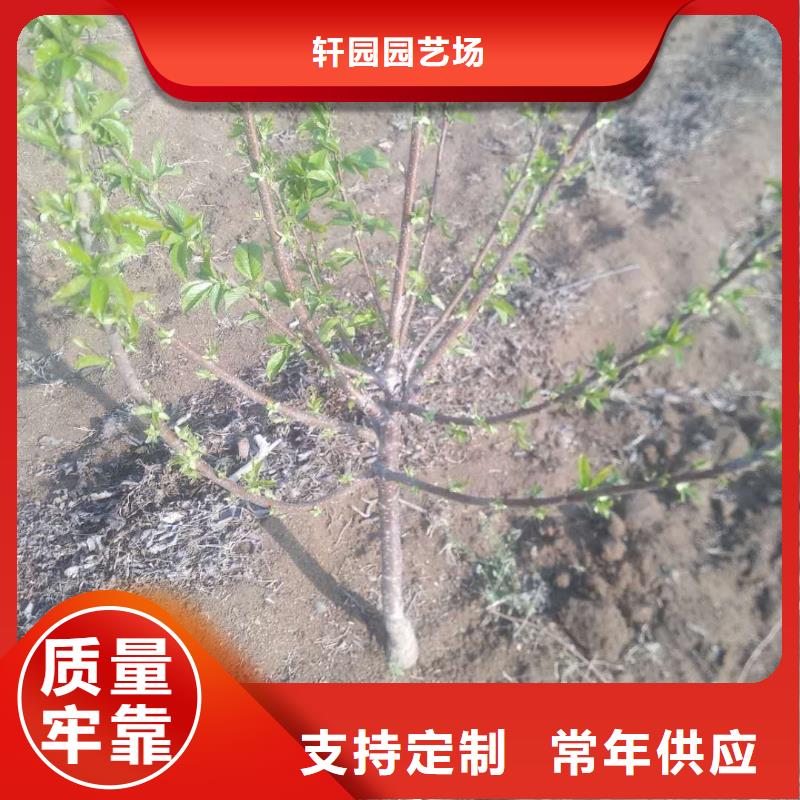 【樱桃苹果苗现货快速采购】