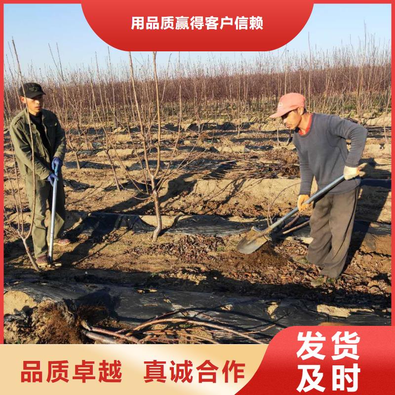 櫻桃【獼猴桃苗】好品質經得住考驗